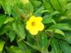 prettyyellowthing_small.jpg