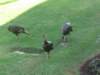 runturkeyrun_small.jpg