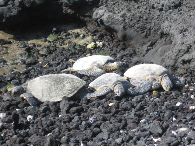 turtleschillin.jpg