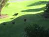 yeswildturkeys_small.jpg