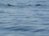 humpbackwhaleandsomepilotwhales2_small.jpg