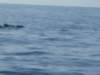 humpbackwhaleandsomepilotwhales_small.jpg