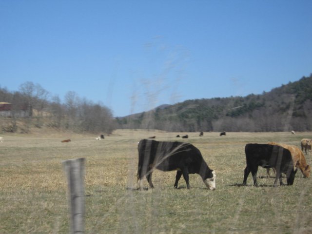cowscowsandmorecows.jpg